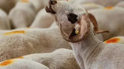 أسعار الأضاحي 2026: استقرار حالي في الأسواق وتوقعات بارتفاع تدريجي مع اقتراب عيد الأضحى