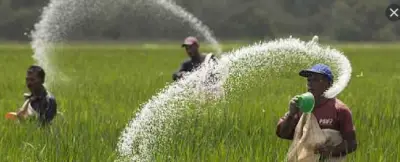 وزارة الري تحدد مساحات وأماكن زراعة الأرز لعام 2026