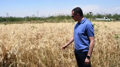 انطلاق موسم حصاد القمح 2026 في دار السلام بنصر النوبة بأسوان