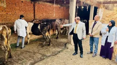 استقرار أسعار المواشي في المنيا مع اقتراب عيد الأضحى 2026