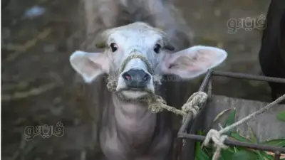 أسعار الأضاحي 2026 اليوم: العجول الجاموسي من 60 ألف جنيه والخروف البرقي يصل إلى 280 جنيها للكيلو