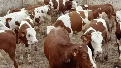 أسعار الأضاحي 2026 تبدأ من 70 ألف جنيه للعجل البقري في الأسواق المصرية