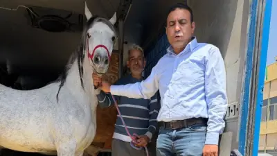 مصر تصدر 21 حصانا عربيا للأردن بعد رفع حظر التصدير