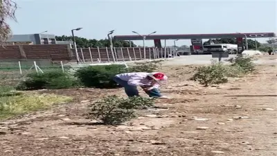 محافظ المنيا يشرف على زراعة 210 شتلة متنوعة في مطاي وبني مزار ضمن مبادرة 100 مليون شجرة