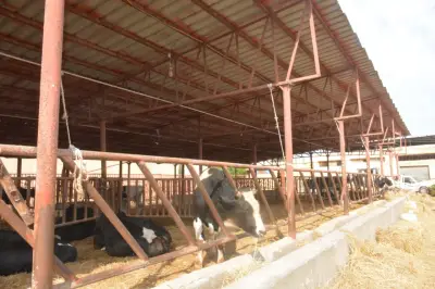 تمويلات بقيمة 211 مليون جنيه لـ 490 ترخيص تشغيل في قطاع الإنتاج الحيواني