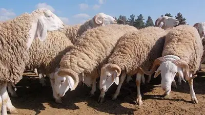 كفر الشيخ: تحصين أكثر من 214 ألف رأس ماشية في الحملة القومية لمكافحة الأمراض الوبائية