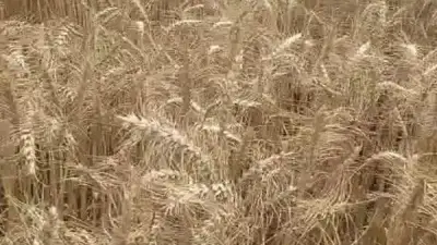 القليوبية تحصد 2215 فداناً من القمح وتستقبل 335 طناً في صوامع المحافظة