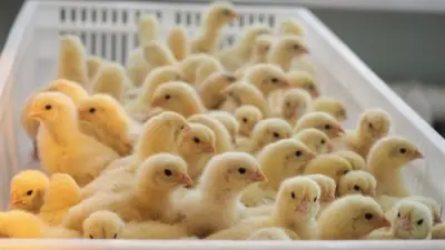 أسعار الكتاكيت والبط اليوم الخميس 23 أبريل 2026 في بورصة الدواجن