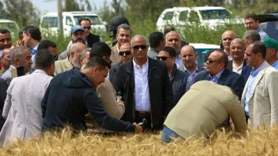 محافظ كفر الشيخ: زراعة 243 ألف فدان قمح بزيادة 8 آلاف فدان عن العام الماضي