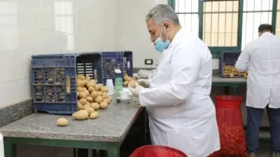 وزارة الزراعة تفحص 252 ألف طن بطاطس للتصدير وتكشف عن إنجازات الموسم