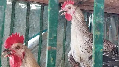 أسعار الفراخ اليوم الإثنين 27 أبريل 2026: البيضاء 94 جنيهًا والبلدي 126 جنيهًا