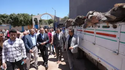 محافظ أسيوط يسلم 28 رأس ماشية للأسر الأولى بالرعاية ضمن مشروع البيوجاز