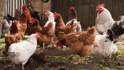 سعر الفراخ اليوم الأربعاء 29 أبريل 2026: انخفاض البلدي وارتفاع البيضاء