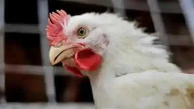 سعر كيلو الفراخ البيضاء والساسو اليوم الأربعاء 29-4-2026 في بورصة الدواجن