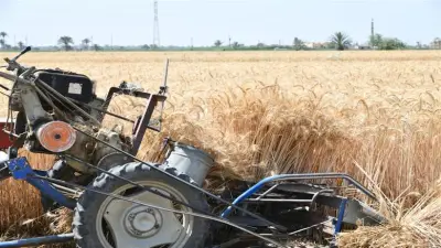 سعر أردب القمح اليوم مستقر في مصر.. وإجمالي التوريد يصل إلى 297 ألف طن