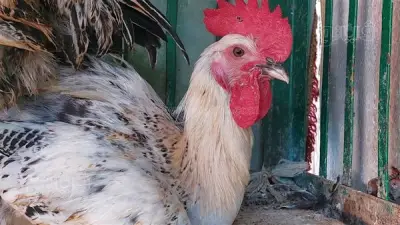 ارتفاع أسعار الدواجن 3 جنيهات اليوم.. البيضاء تصل لـ115 جنيها والبلدي لـ155