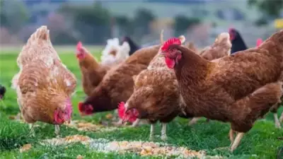 انخفاض 3 جنيهات في سعر الفراخ البلدي اليوم الأحد 12 أبريل 2026