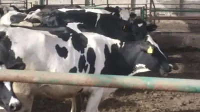 وزارة الزراعة تعلن تحصين أكثر من 3 ملايين رأس ماشية ضد الأمراض الوبائية