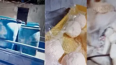 ضبط 3 أطنان أجبان فاسدة في مصنع غير مرخص ببني سويف