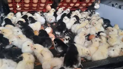 أسعار الكتاكيت والبط اليوم الخميس 30 أبريل 2026 في بورصة الدواجن