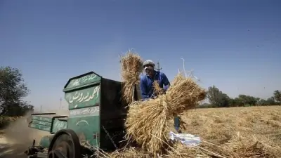الوادي الجديد تورد 37 ألف طن قمح وتنجز حصاد 65 ألف فدان