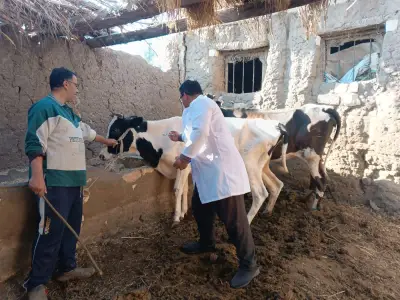 وزارة الزراعة تحصّن 3.9 مليون رأس ماشية ضد الجلد العقدي