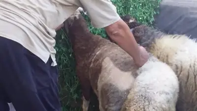 تحصين 40 ألف رأس ماشية ضد الحمى القلاعية والوادي المتصدع بالبحيرة