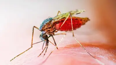 الصحة العالمية: 47 دولة تحصل على شهادة خلوها من الملاريا