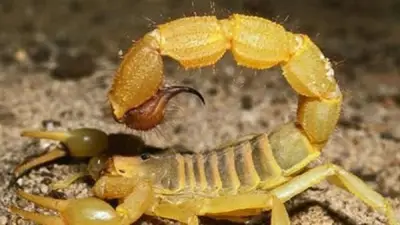 ارتفاع الحرارة يسبب لدغات عقارب لـ5 أشخاص بالوادي الجديد