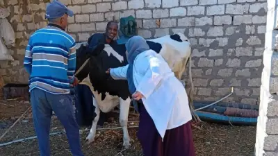 قنا: تحصين 59 ألف رأس ماشية ضد الجلد العقدي وجدري الأغنام ضمن حملة وطنية