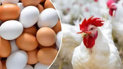 أسعار الدواجن ترتفع مجددا 6 جنيهات.. والكيلو يصل للمستهلك بـ 100 جنيه