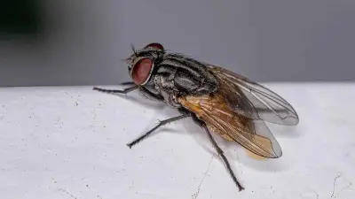 6 طرق طبيعية وفعالة لطرد الذباب من المنزل نهائياً