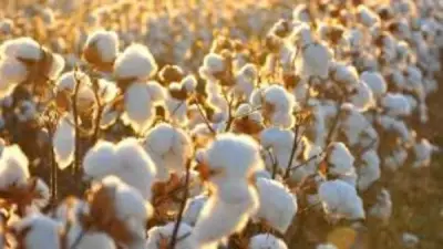 الكاميرون تتوقع وصول إنتاج القطن إلى 600 ألف طن بحلول 2030 رغم تحديات المناخ والآفات