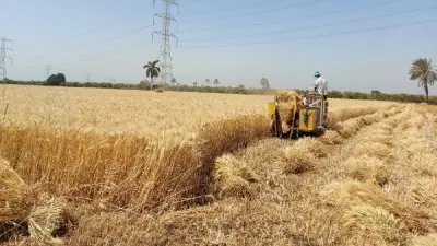 وكيل زراعة القليوبية: استعدادات مكثفة لحصاد القمح وتوريد 61.5 ألف طن