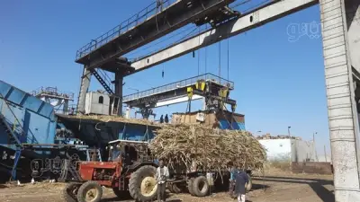 التموين: استلام 6.64 مليون طن قصب وتوريد 273 ألف طن بنجر لمصانع أبو قرقاص