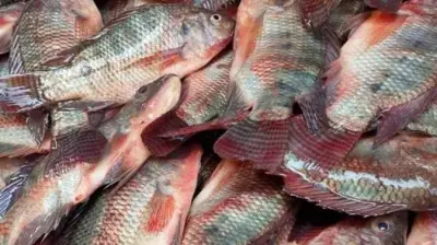 تراجع أسعار الأسماك اليوم: البلطي من 70 جنيها والكابوريا 148 جنيها