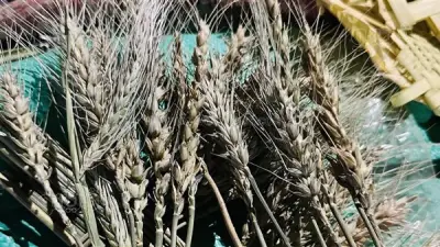 ارتفاع أسعار السعف في الجيزة قبل أعياد الأقباط: التاج بـ 70 جنيهًا والسنبلة بـ 50