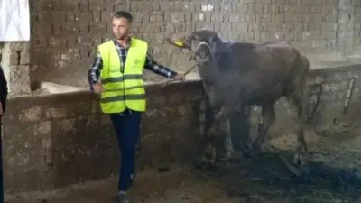 جمعية الأورمان تسلم 71,524 رأس ماشية للأسر المحتاجة في المحافظات لتعزيز التنمية المستدامة