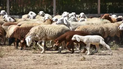 كفر الشيخ: تحصين 77 ألف رأس ماشية في الأسبوع الأول للحملة القومية