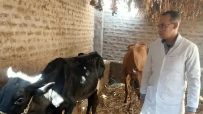 تحصين 91,413 رأس ماشية بقنا ضد الجلد العقدي وجدري الأغنام