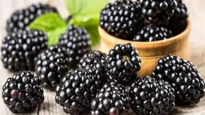 جمال شعبان: التوت الأسود يحمي القلب من الجلطات ويحارب تصلب الشرايين