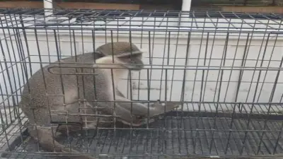 مديرية الطب البيطري بالشرقية تنجح في السيطرة على نسناس أفريقي أثار الذعر في قرية الزنكلون