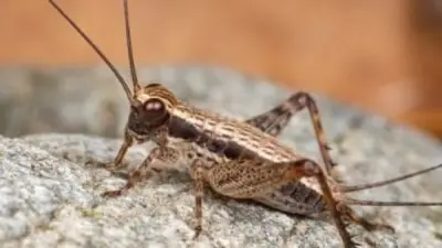 ناسا تشعل الجدل بين الخيال والعلم.. هل توجد حشرات على المريخ؟