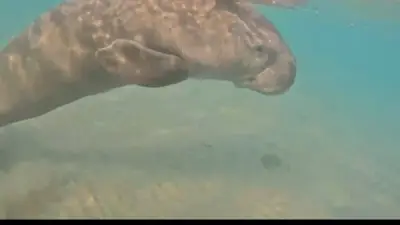 متابعة علمية دقيقة لظهور عروس البحر بالغردقة وتأكيدات بحمايتها دون تدخل مباشر