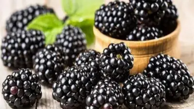 سر لمرضى فرط الحركة.. كيف يؤثر التوت الأسود على صحة الدماغ والتركيز؟