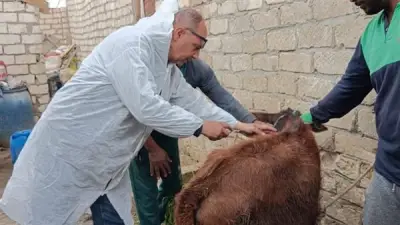 استمرار الحملة القومية للتحصين ضد الجلد العقدي وجدري الأغنام بالإسماعيلية