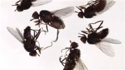 خبير حشرات يوضح أسباب انتشار الذباب والبعوض ويقدم نصائح عملية للحد منها