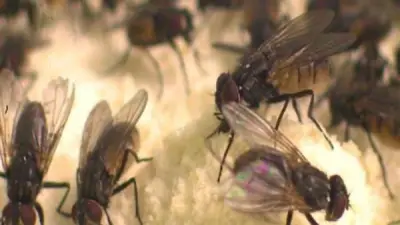 انتشار الذباب يغزو شوارع ومنازل المصريين.. خبير زراعي يكشف الأسباب والحلول