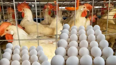 انخفاض كبير في أسعار البيض والدواجن اليوم الأربعاء