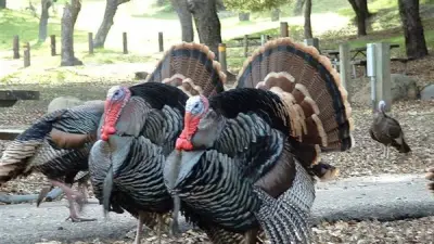 تفسير رؤية الديك الرومي في المنام وعلاقتها بتحقيق مكانة مرموقة بين الناس